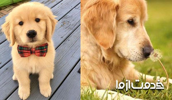 علت پارس سگ هنگام اذان