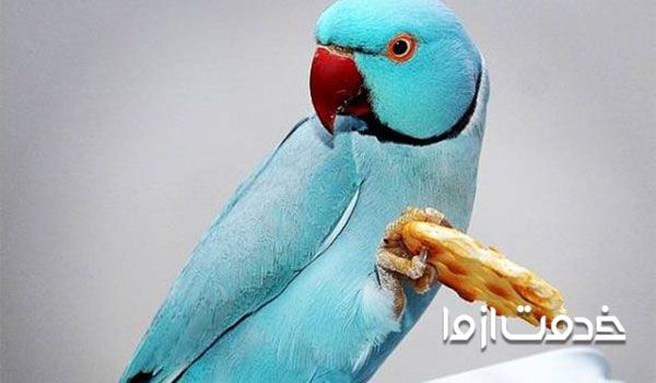 رژیم غذایی سالم برای طوطی