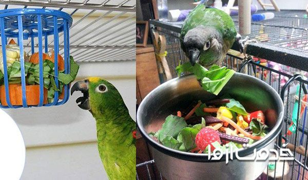 برنامه غذایی و رژیم سالم برای طوطی
