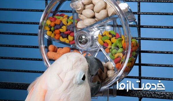 تهیه رژیم غذایی سالم برای طوطی