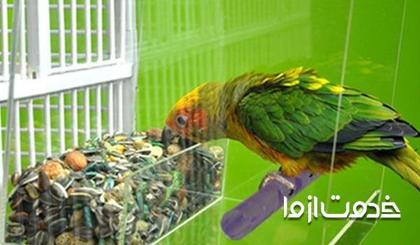 لیست غذای سالم برای طوطی