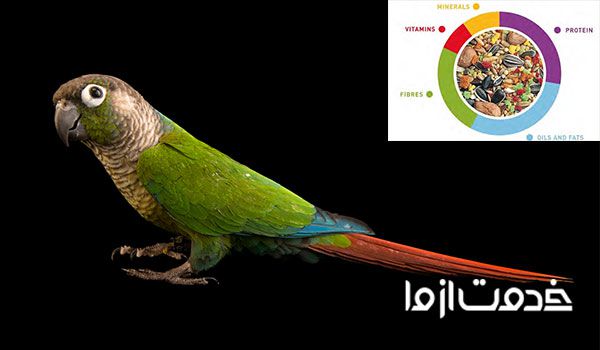 برنامه غذایی برای طوطی گرینچیک