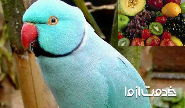 بهترین غذا برای طوطی ملنگو