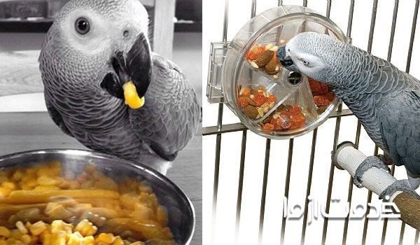 غذای طوطی کاسکو