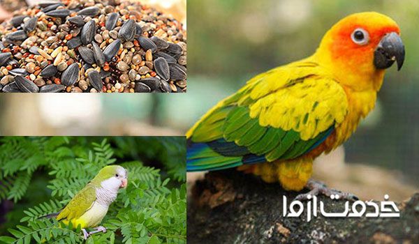 غذای طوطی سبز کوچک؛ طوطی کواکر؛ طوطی برزیلی