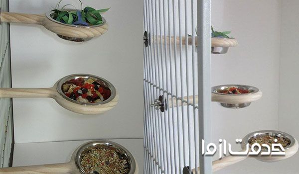 خرید غذای طوطی- رژیم سالم برای طوطی 