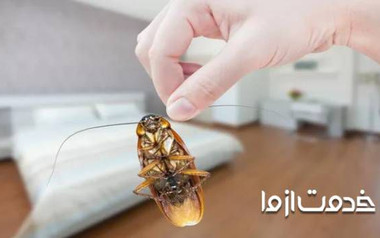 روش های از بین بردن حشرات خانگی