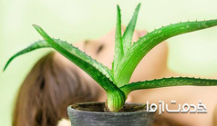 روش استفاده از آلوئه ورا برای موی سر