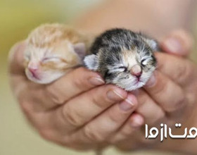 اقدامات لازم برای نگهداری از بچه گربه