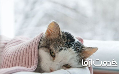 راهکارهای درمان سرما خوردگی گربه
