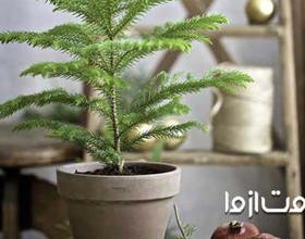 راهنمای جامع نگهداری کاج مطبق