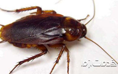 شناخت انواع سوسک های خانگی