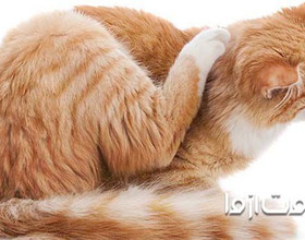 کک گربه چگونه از بین می‌رود؟