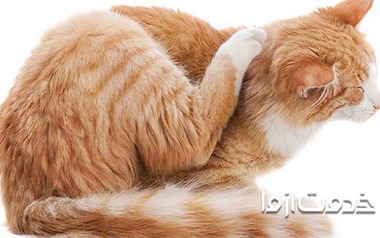 کک گربه چگونه از بین می‌رود؟