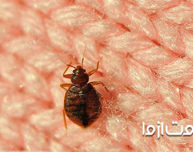 چطور از شر حشرات رختخواب خلاص شویم؟  