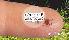 علائم وجود کنه در خانه و روش‌های از بین بردن کنه