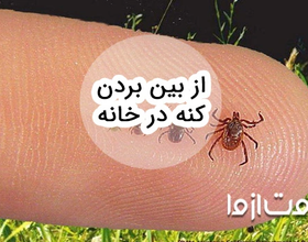 علائم وجود کنه در خانه و روش‌های از بین بردن کنه