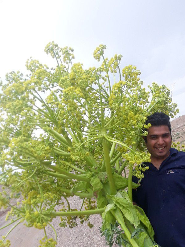 تقی نودهانی