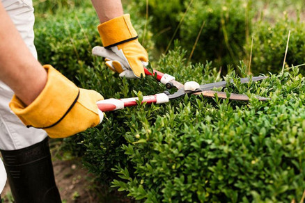 هرس درخت در اصفهان