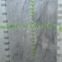 resume image