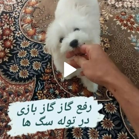 نمونه کار مرتضی شکری - 9