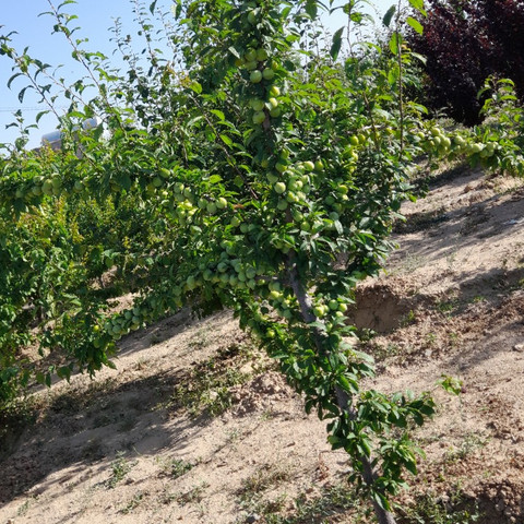 نمونه کار مسعود محمدی - 8