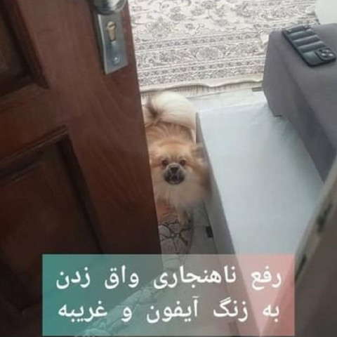 نمونه کار مرتضی شکری - 8