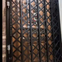 resume image