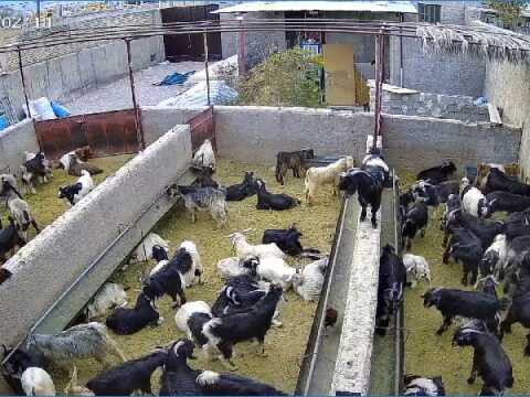 نمونه کار رامین حیدری خوی - 1