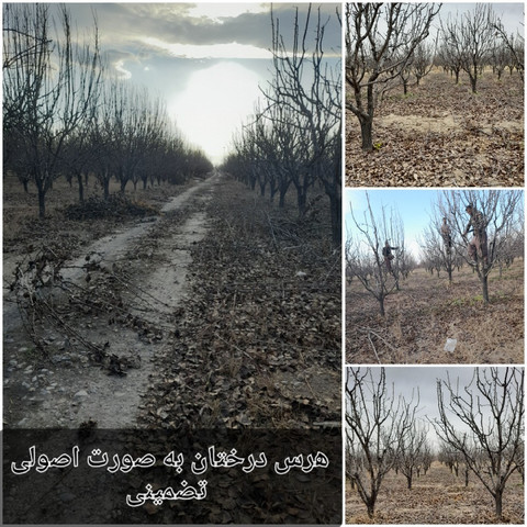 نمونه کار مسعود محمدی - 6