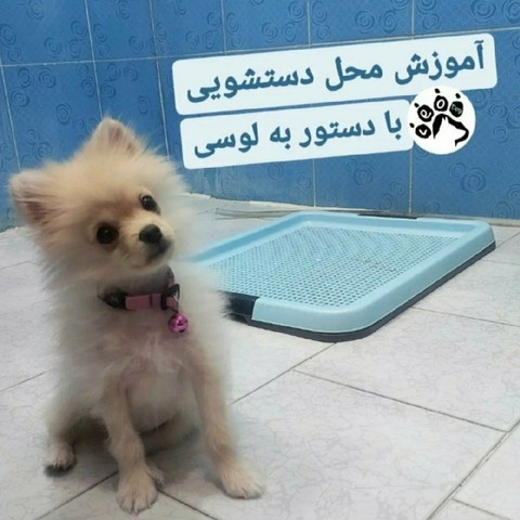 نمونه کار مرتضی شکری - 4