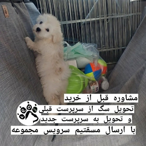 نمونه کار مرتضی شکری - 10