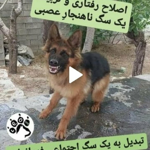 نمونه کار مرتضی شکری - 3