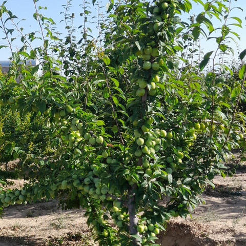 نمونه کار مسعود محمدی - 2