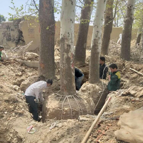 نمونه کار سلمان جاودانیان - 2