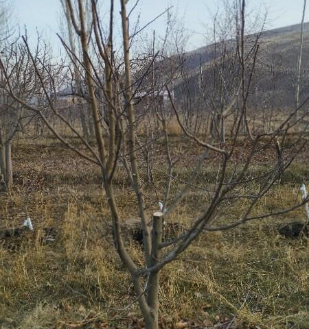 نمونه کار حسن رحیم پور - 1