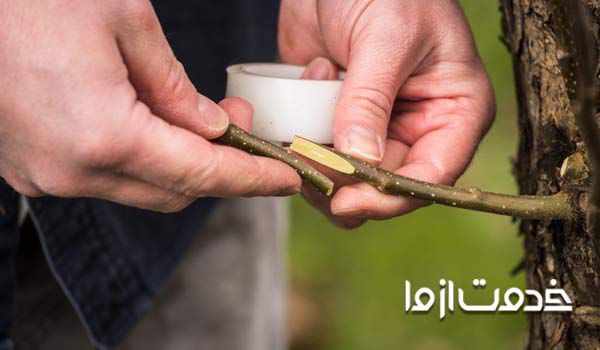 پیوند درخت سیب