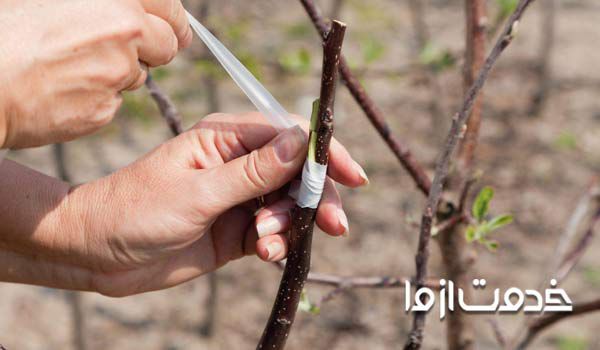 قیمت پیوند درختان