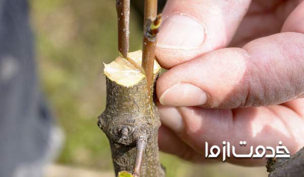 انواع پیوند درخت