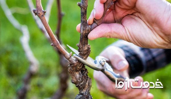 پیوندزن درخت پسته