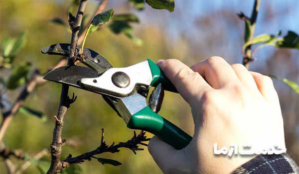 هرس درختان