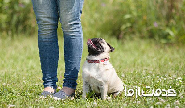 تربیت سگ