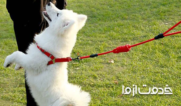 قیمت تربیت سگ