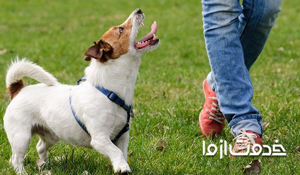 تربیت سگ برای دستشویی