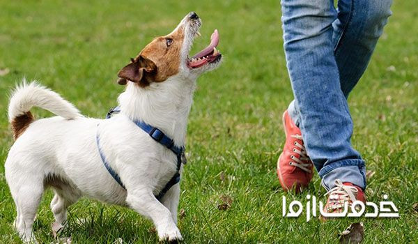 تربیت سگ برای دستشویی