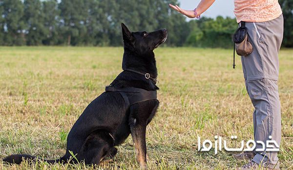 تربیت سگ نگهبان