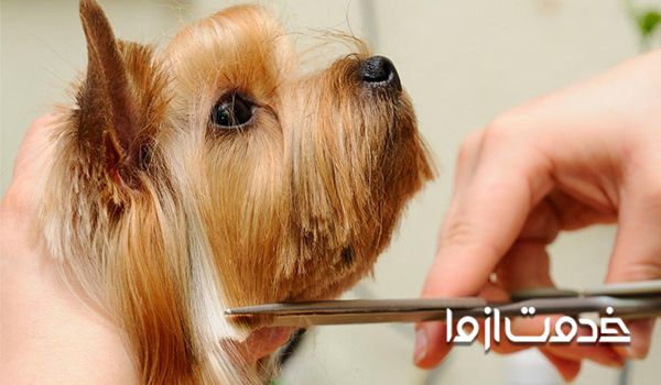 آرایش حیوانات خانگی