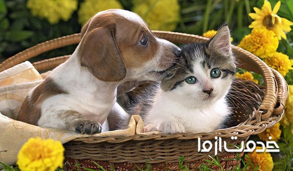 آرایشگاه حیوانات خانگی