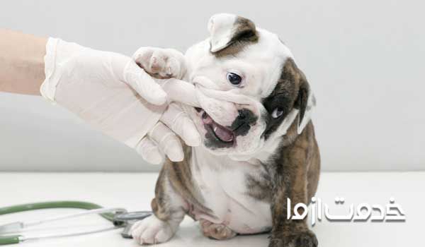 تصویر: نگهداری حیوانات خانگی