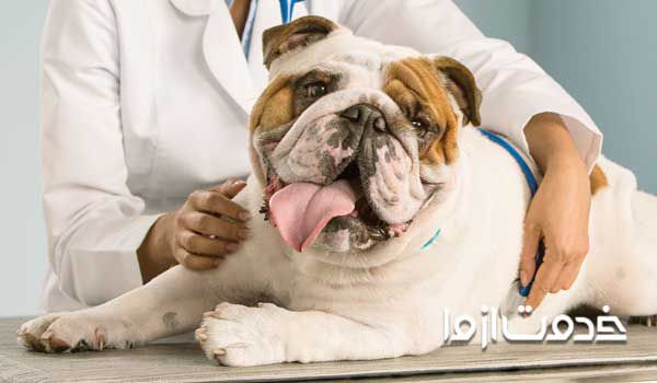 نگهداری از سگ